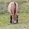 One Przewalski wild horse browsing in sparse grassland