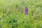 One purple lupine flower grows among bright green grass. Wild spring flowers. Bluebonnet Texas National Flower. Beautiful backgrou
