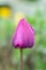 One purple tulip Tulipa gesneriana