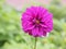 One purple/violet ball Dahlia flower