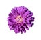 One purple with yellow center aster callistephus flower isolated