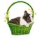 One rabbit in green basket