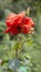 One red beautiful blossom rose in the garden