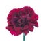 One red blooming Carnation, Pink, Pinks Dianthus flower