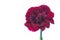 One red blooming Carnation, Pink, Pinks Dianthus flower