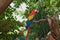 One red blue yellow parrots with long tile sitting on a branch of a tree.
