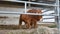 One red brown Limousin bull standing in the lair and eating hay. Eco farming, Chinese zodiac, symbol of the year