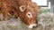 One red brown Limousin bull standing in the lair and eating hay. Eco farming, Chinese zodiac, symbol of the year