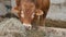 One red brown Limousin bull standing in the lair and eating hay. Eco farming, Chinese zodiac, symbol of the year