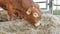 One red brown Limousin bull standing in the lair and eating hay. Eco farming, Chinese zodiac, symbol of the year