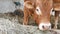 One red brown Limousin bull standing in the lair and eating hay. Eco farming, Chinese zodiac, symbol of the year