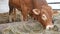 One red brown Limousin bull standing in the lair and eating hay. Eco farming, Chinese zodiac, symbol of the year