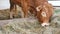 One red brown Limousin bull standing in the lair and eating hay. Eco farming, Chinese zodiac, symbol of the year