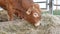 One red brown Limousin bull standing in the lair and eating hay. Eco farming concept