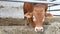 One red brown Limousin bull standing in the lair and eating hay. Eco farming concept