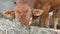 One red brown Limousin bull standing in the lair and eating hay. Eco farming concept