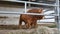 One red brown Limousin bull standing in the lair and eating hay. Eco farming concept