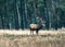 One red deer stag standing in field. National Park Hoge Veluwe.