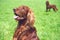 One Red irisch setter dog sitting on the meadow