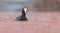 One Red Knobbed Coot bringing a small fish for chicks at its nest