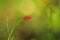 One red leaf on a green stalk in the forest haze, blurred background