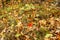 One red maple leaf on the ground with brown leave, green leaves, twigs, and grass in Kathio State Park, Minnesota