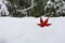 One red maple leaf in snow in late autumn