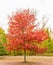One red maple tree rural New York Autumn