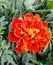 One red marigold