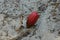 One red oak acorn sprouting sprout in gray sand