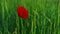 One red papaver flower blooming vivid green meadow flora. Single poppy flower