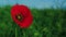 One red papaver flower growing at green grass field. Closeup lonely poppy flower