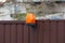 One red plastic signal light hanging on a brown metal fence wall