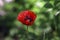 One red poppy blooms in the garden against a green background, a bee flies on a flower. Beautiful red flower