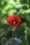 One red poppy blooms in the garden against a green background, a bee flies on a flower. Beautiful red flower