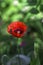 One red poppy blooms in the garden against a green background, a bee flies on a flower. Beautiful red flower