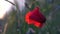 One red poppy extremely close up of petal flower. Poppies in the meadow wild poppy field, swinging by the wind. Close-up