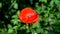 One red poppy extremely close up of petal flower. Poppies in the meadow wild poppy field, swinging by the wind. Close-up