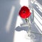 One red poppy flower on white table with contrast sun light and shadows and wine glass with water closeup