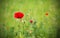 One red poppy in a green field