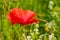 One red poppy and poppy-heads into the young cereals