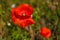 One red poppy and poppy-heads into the young cereals