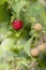 One red ripe bright raspberry on branch surrounded with green leaves and berries. Vertical shot with sun flecks. Organic