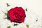 One Red Rose Amongst White Daisies for Mother`s Day and Valentine`s Day