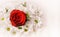 One Red Rose Amongst White Daisies for Mother`s Day and Valentine`s Day