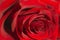 One Red rose background in blur macro natural background