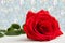 One red Rose with boke Background. copy space - Valentines and 8 March Mother Women's Day concept