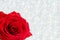 One red Rose with boke Background. copy space - Valentines and 8 March Mother Womens Day concept