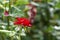 One red rose grows on a bush, close-up