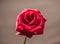 One red rose on a stem on a gray background, Valentine `s day